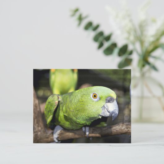 Paprot Postkarte (Stehend Vorderseite)