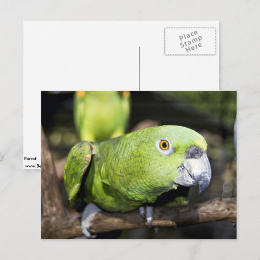 Paprot Postkarte (Vorne/Hinten)