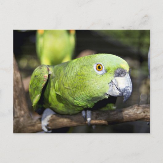 Paprot Postkarte (Vorderseite)