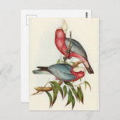 Paprot Postkarte (Vorne/Hinten)