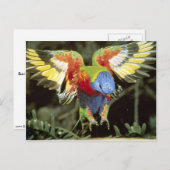 Paprot Postkarte (Vorne/Hinten)