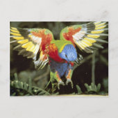 Paprot Postkarte (Vorderseite)