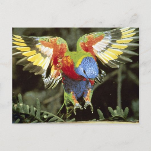 Paprot Postkarte (Vorderseite)