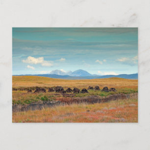 Paps of Jura von Islay, Schottland Postkarte