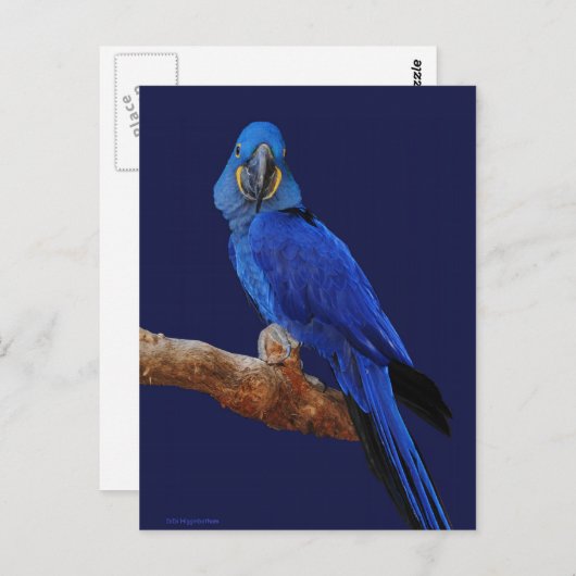 Papst Postkarte (Vorne/Hinten)