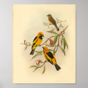 Papua-Gelbfliegenschnäpper-Vogel Vintage-Druck Poster