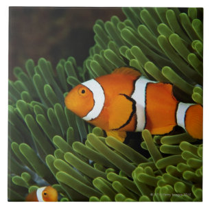 Papua-Neu-Guinea, falsches Clown anemonefish und Fliese