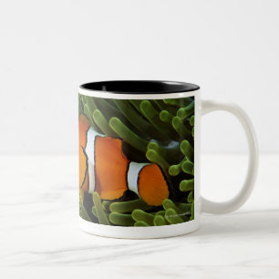 Papua-Neu-Guinea, falsches Clown anemonefish und Zweifarbige Tasse