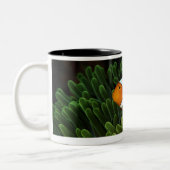 Papua-Neu-Guinea, falsches Clown anemonefish und Zweifarbige Tasse (Links)