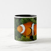 Papua-Neu-Guinea, falsches Clown anemonefish und Zweifarbige Tasse (Mittel)