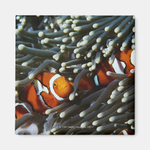 Papua-Neu-Guinea, zwei falsche Clown anemonefish Magnet