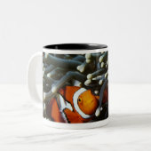 Papua-Neu-Guinea, zwei falsche Clown anemonefish Zweifarbige Tasse (Vorderseite Links)