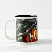 Papua-Neu-Guinea, zwei falsche Clown anemonefish Zweifarbige Tasse (Links)