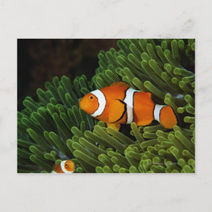 Papua Neue Guinea, Clownanemonefisch und Postkarte
