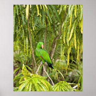Papua Neue Guinea, Provinz Oro Poster