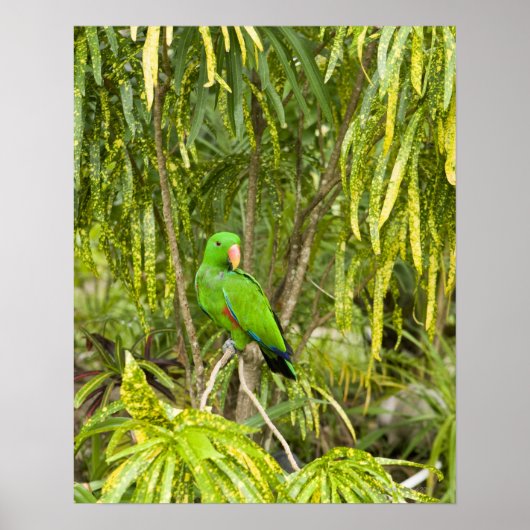 Papua Neue Guinea, Provinz Oro Poster (Vorne)