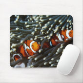 Papua Neue Guinea, zwei falsche Clownanemonefische Mousepad (Mit Mouse)