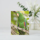 Papua-Neuer Guinea, Provinz Oro 2 Postkarte (Stehend Vorderseite)