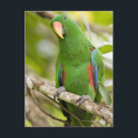 Papua-Neuer Guinea, Provinz Oro 2 Postkarte<br><div class="desc">AssetID: sb10068781f-001 / Michele Westmorland / Papua Neue Guinea,  Provinz Oro</div>