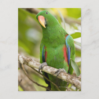 Papua-Neuer Guinea, Provinz Oro 2 Postkarte