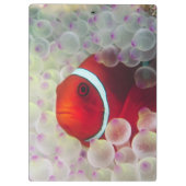 Papua-Neuguinea, Great Barrier Reef, Klemmbrett (Rückseite)