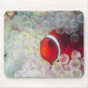 Papua-Neuguinea, Great Barrier Reef, Mousepad