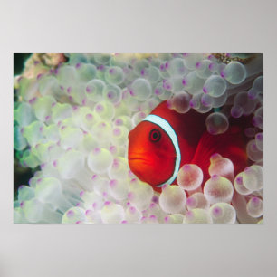 Papua-Neuguinea, Great Barrier Reef, Poster