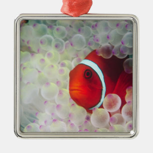 Papua-Neuguinea, Great Barrier Reef, Silbernes Ornament