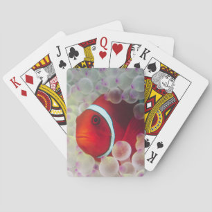 Papua-Neuguinea, Great Barrier Reef, Spielkarten