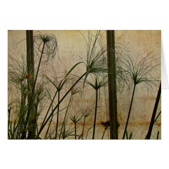 Papyrus (Vorderseite (Horizontal))