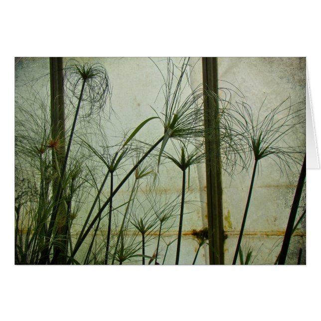 Papyrus (Vorderseite (Horizontal))