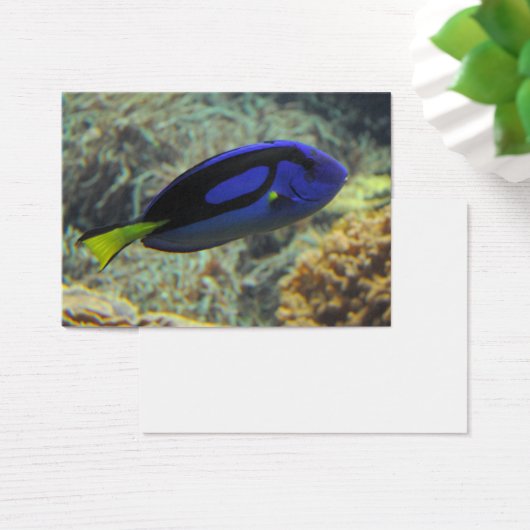 Paracanthurus hepatus (Schreibtisch)