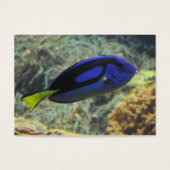 Paracanthurus hepatus (Vorderseite)