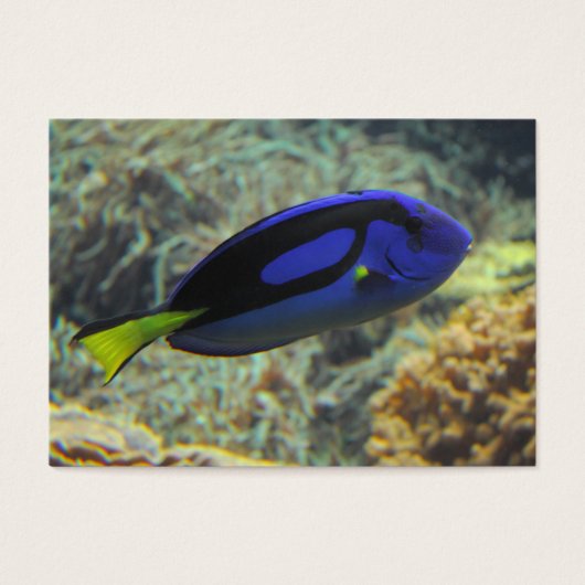 Paracanthurus hepatus (Vorderseite)