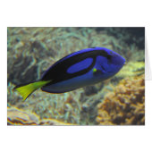 Paracanthurus hepatus (Vorderseite (Horizontal))
