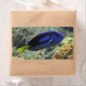 Paracanthurus hepatus (Insitu)