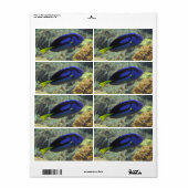 Paracanthurus hepatus (Vorne)