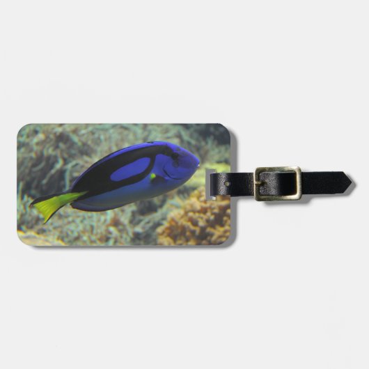 Paracanthurus hepatus gepäckanhänger (Vorderseite horizontal)