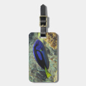 Paracanthurus hepatus gepäckanhänger (Vorderseite vertikal)