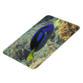 Paracanthurus hepatus magnet (Linke Seite)