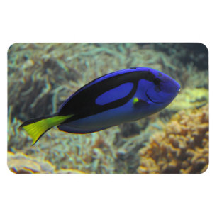 Paracanthurus hepatus magnet