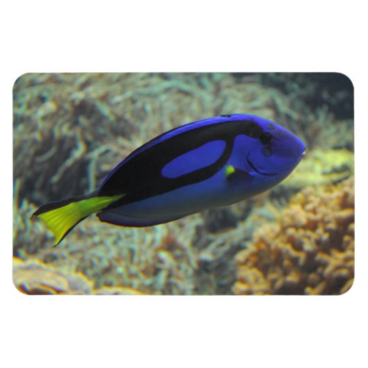 Paracanthurus hepatus magnet (Horizontal)