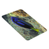 Paracanthurus hepatus magnet (Rechte Seite)