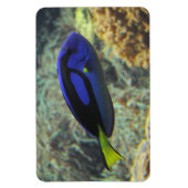Paracanthurus hepatus magnet (Vertikal)