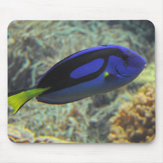 Paracanthurus hepatus mousepad (Vorne)