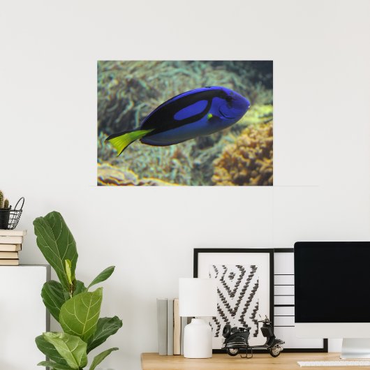 Paracanthurus hepatus poster (Heimbüro)