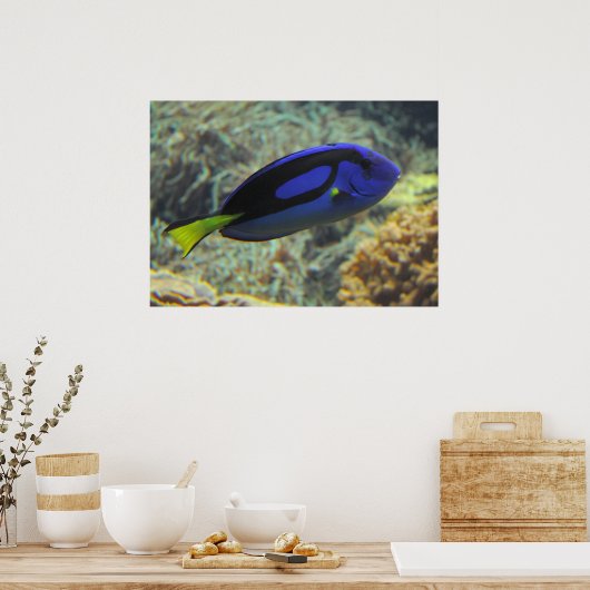 Paracanthurus hepatus poster (Küche)