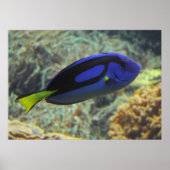 Paracanthurus hepatus poster (Vorne)