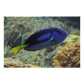 Paracanthurus hepatus poster (Vorderseite)
