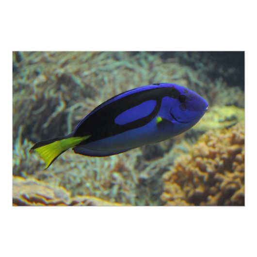 Paracanthurus hepatus poster (Vorderseite)